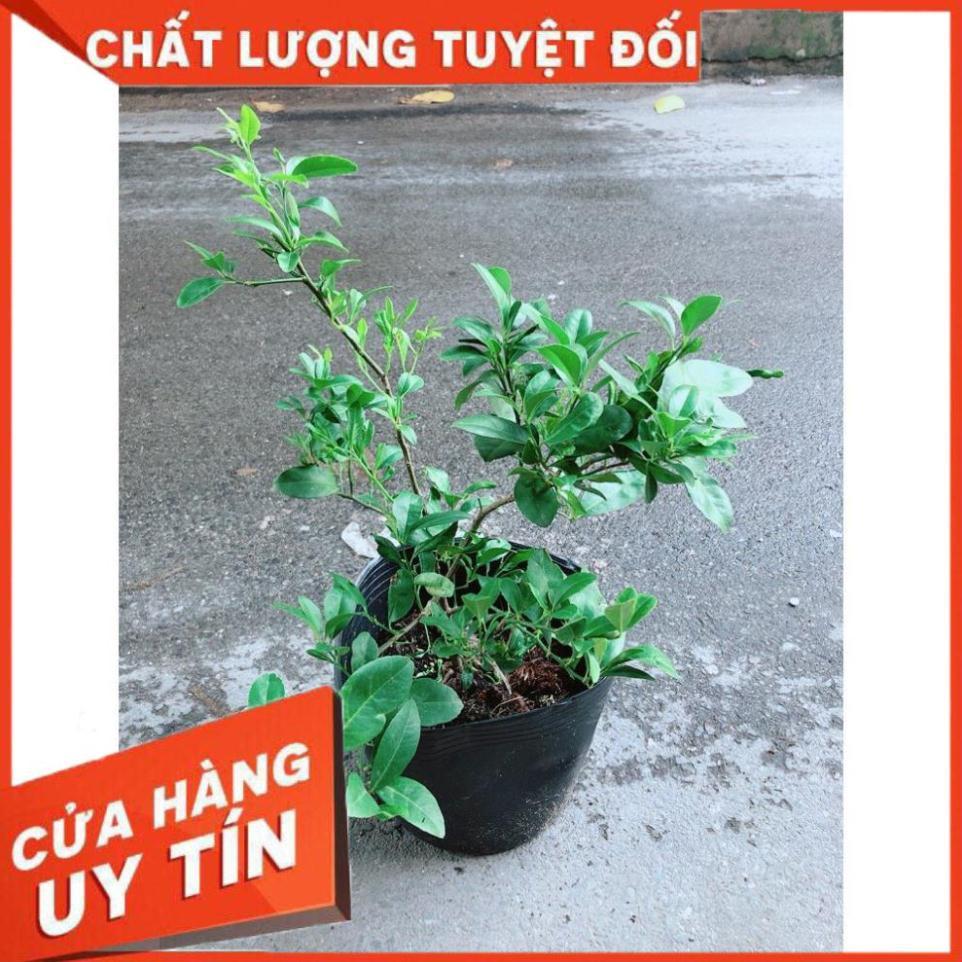 Cây Chanh Ăn Quả Hoặc Làm Gia Vị