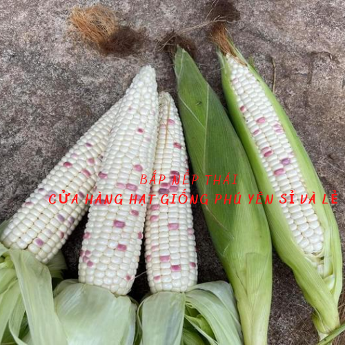Hạt giống bắp nếp Thái siêu dẻo gói 50 gram
