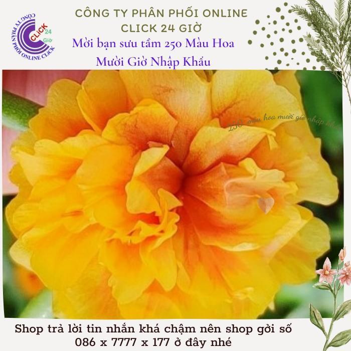 1 Ký Cành Giống Hoa Mười Giờ Thái Kép Màu Vàng Vạn Thọ Đẹp Rực Rỡ Hoa Mười Giờ Bonsai & Phụ Kiện