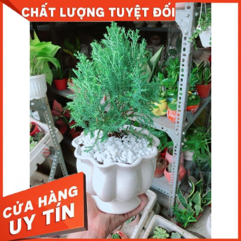 Cây Tùng Bồng Lai Chậu Sứ