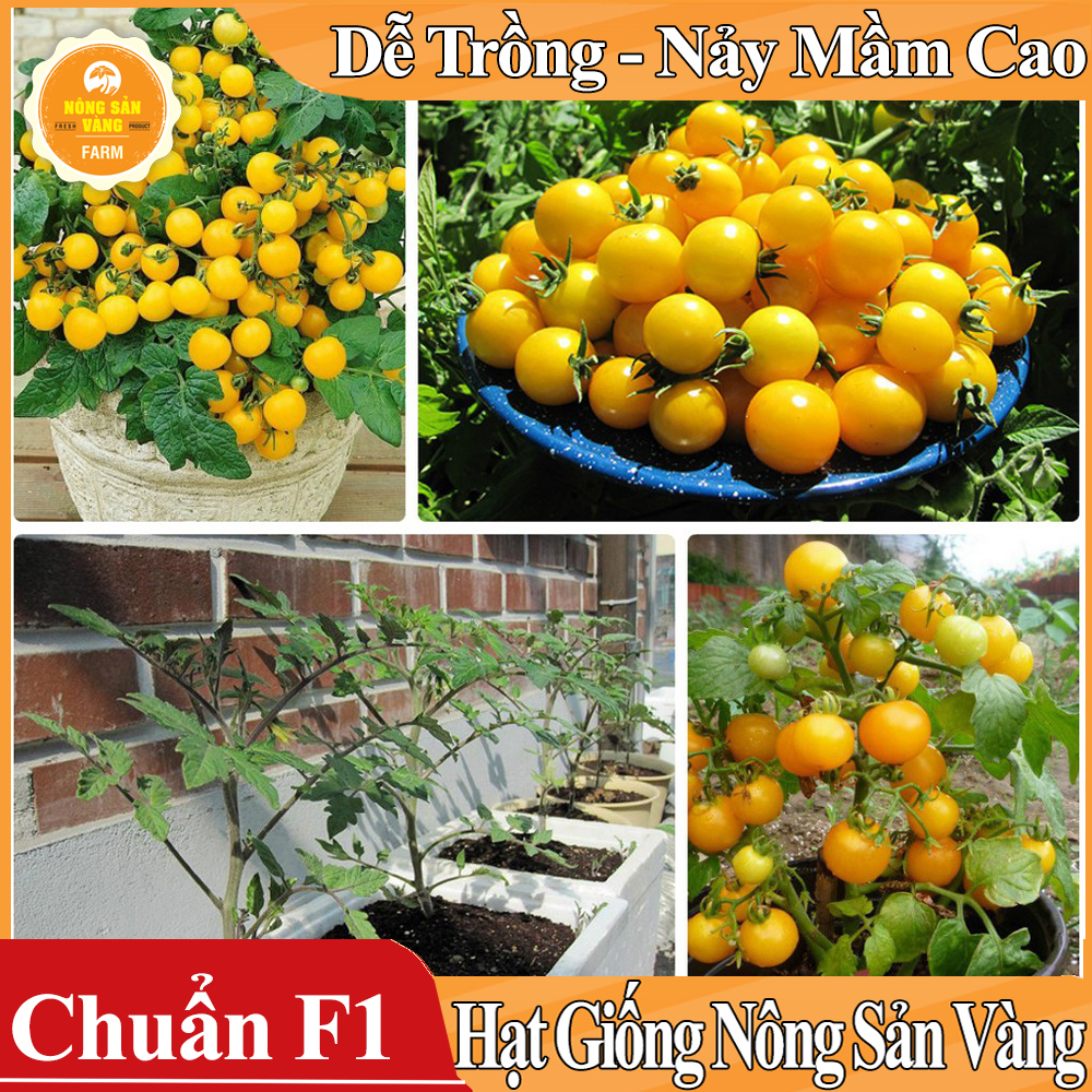 Hạt giống Cà Chua Bi Vàng Lùn - Nông Sản Vàng