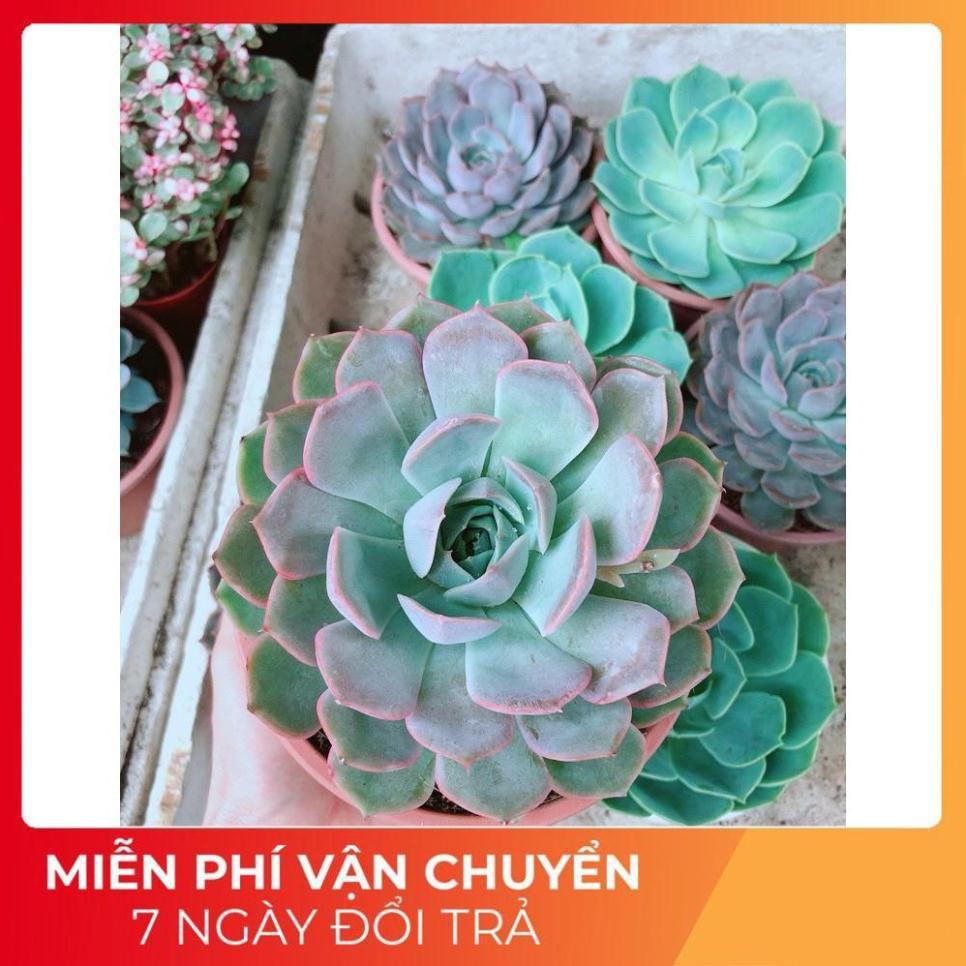 Sen Đá Tím Cánh Cứng Size Đại