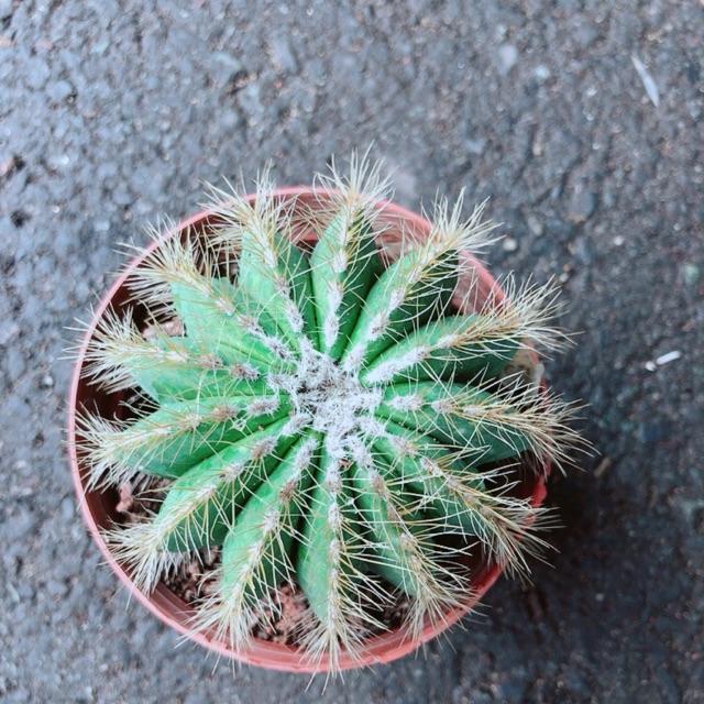 Xương Rồng Khế