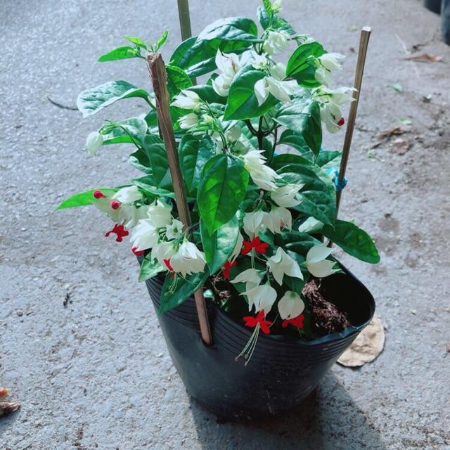 Cây Ngọc Nữ