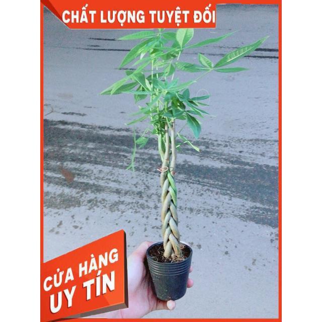 Kim Ngân Thắt Bính