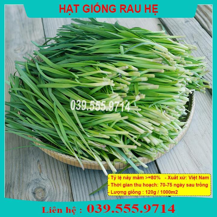HẠT GIỐNG RAU HẸ DỄ TRỒNG NHANH ĂN