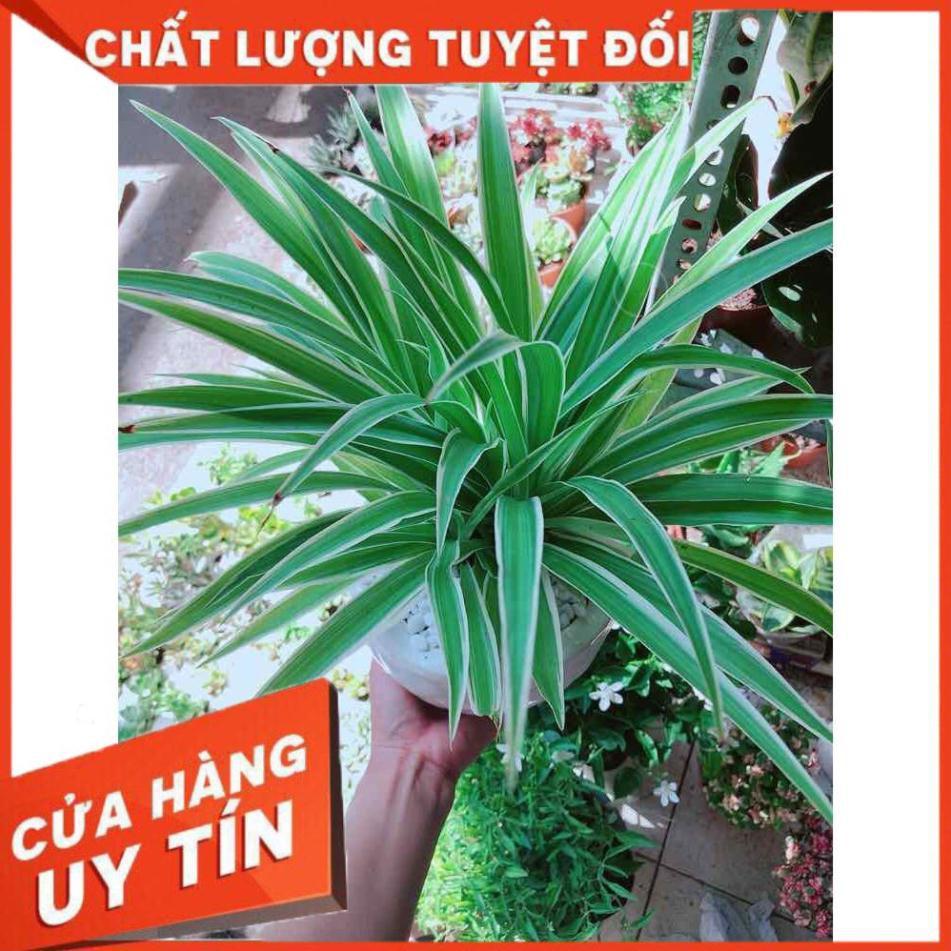 Chậu cây lan chi Nhiều Người Mua