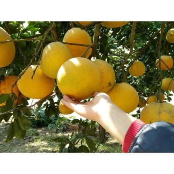 Cây bưởi diễn quả ngon ngọt