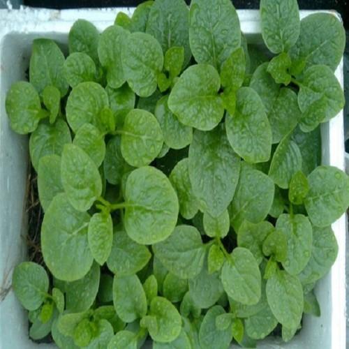 20Gr Hạt Giống Rau Mồng Tơi