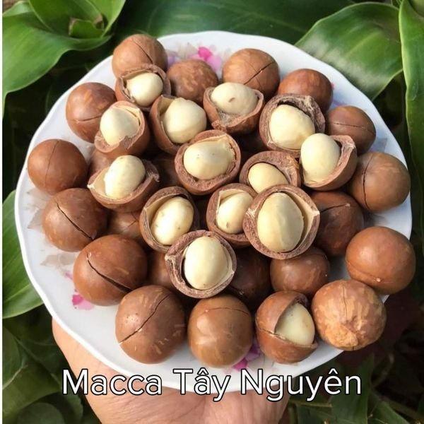 Cây giống MẮC CA 800 ghép cao 1.5 m. ()