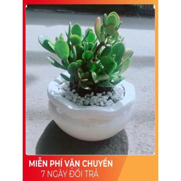 Chậu Cây Ngọc Bích