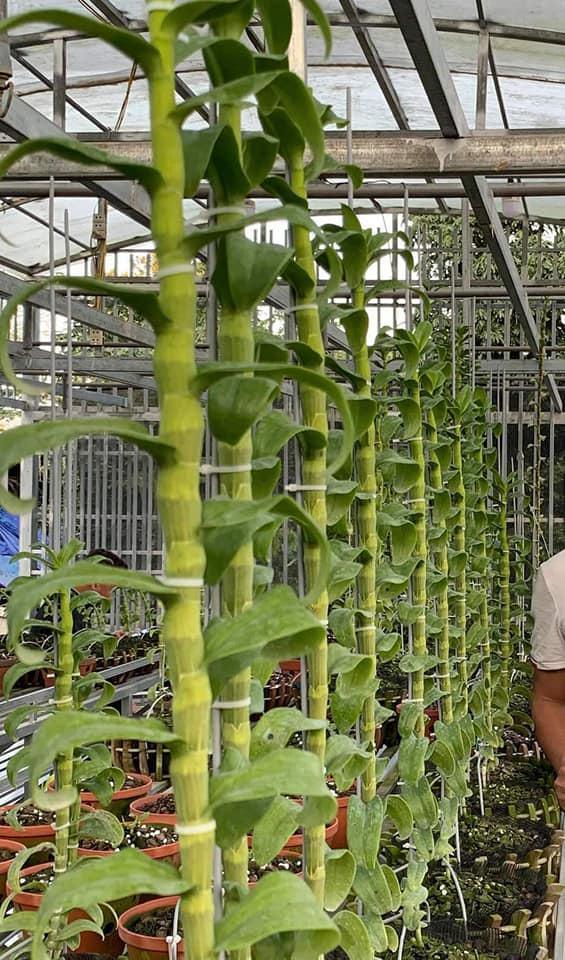Phi điệp đột biến HỒNG Á HẬU UY TÍN CHẤT LƯỢNG