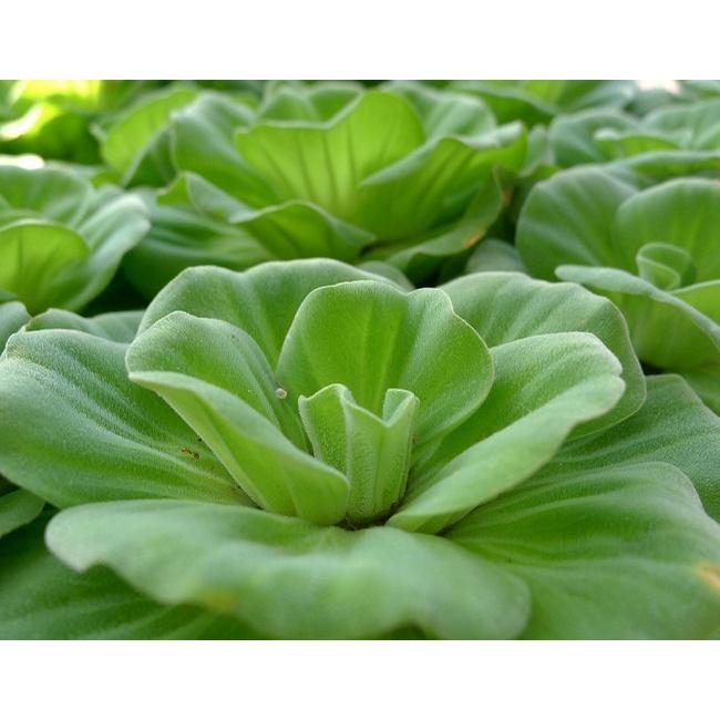 Bèo cái lơn to đại thủy sinh