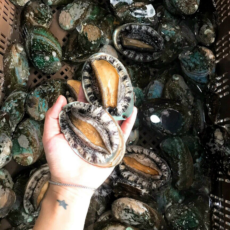 Bào ngư Chile - 1kg
