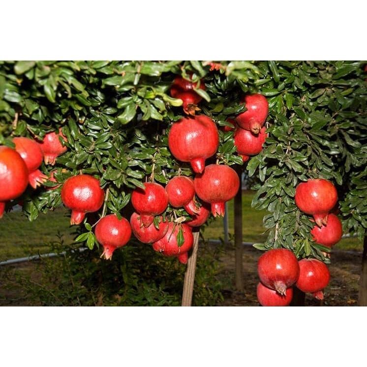 Cây giống Lựu Đỏ Lùn ẤN ĐỘ