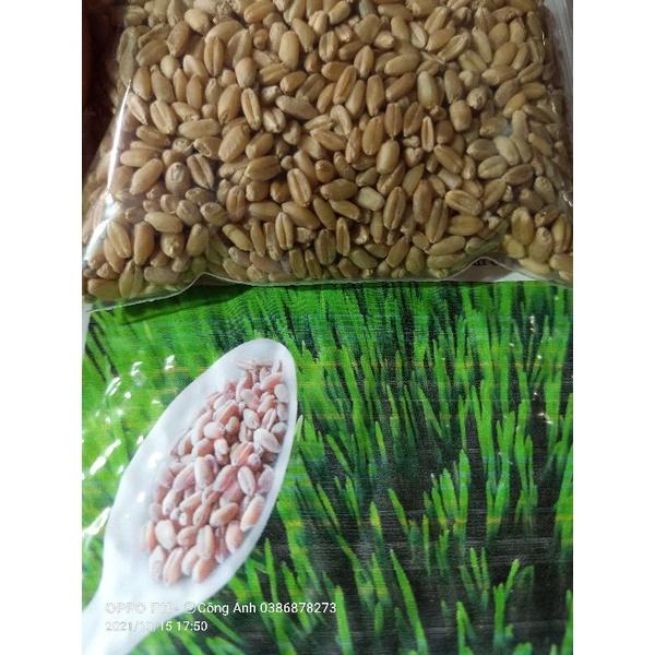Hạt giống cỏ lúa mạch để gieo