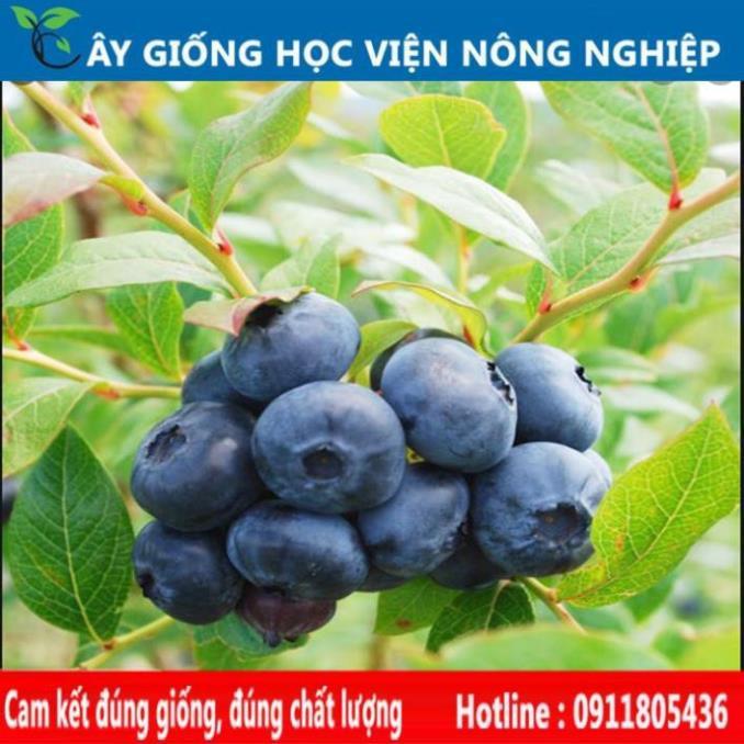 Sản phẩm Cây Ăn Trái cây giống việt quất cây ăn quả đem lại giá trị kinh tế cao