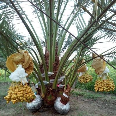 CÂY GIỐNG CHÀ LÀ BARHEE SIÊU QUẢ.