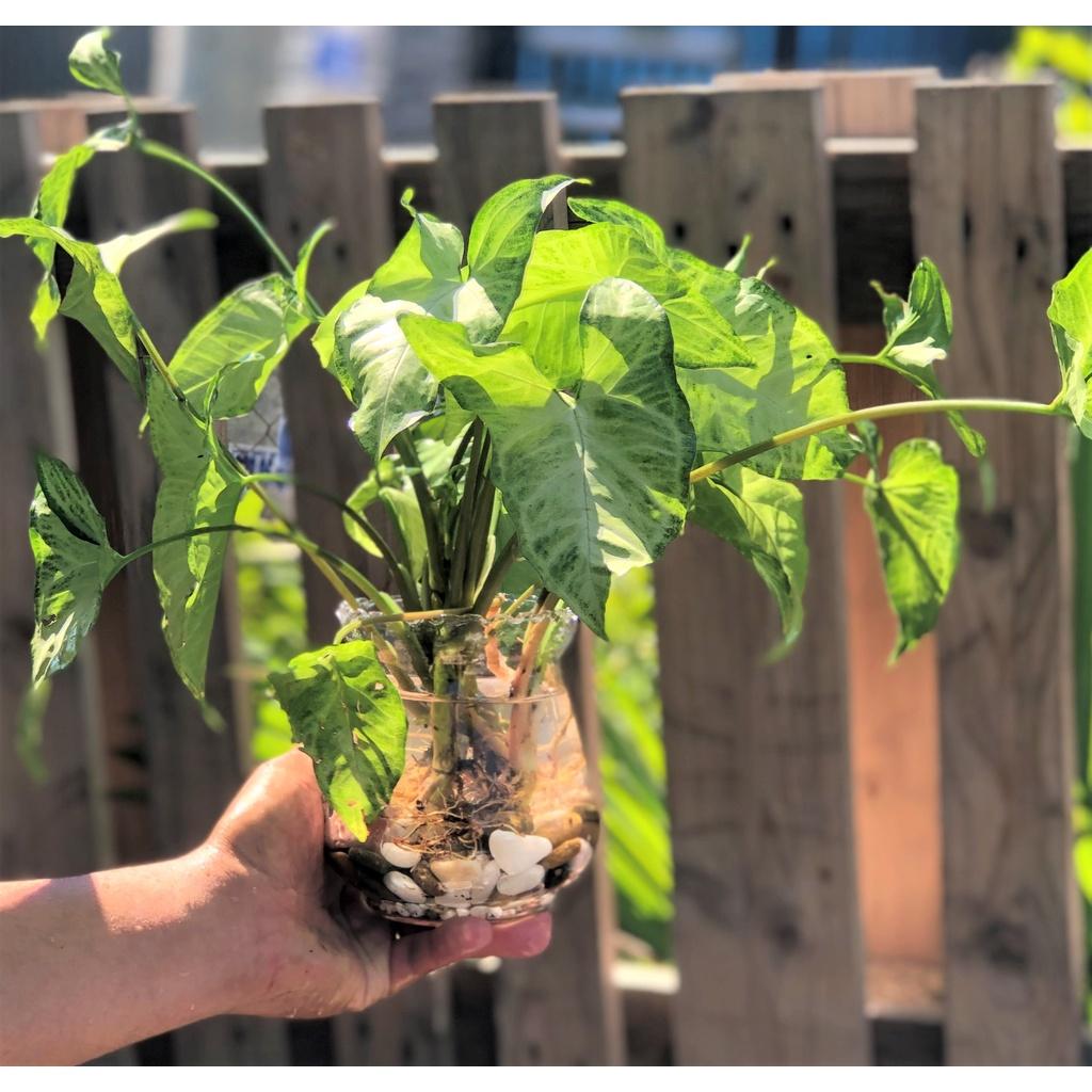 Chậu thủy tinh cây trầu bà tróc bạc thủy canh