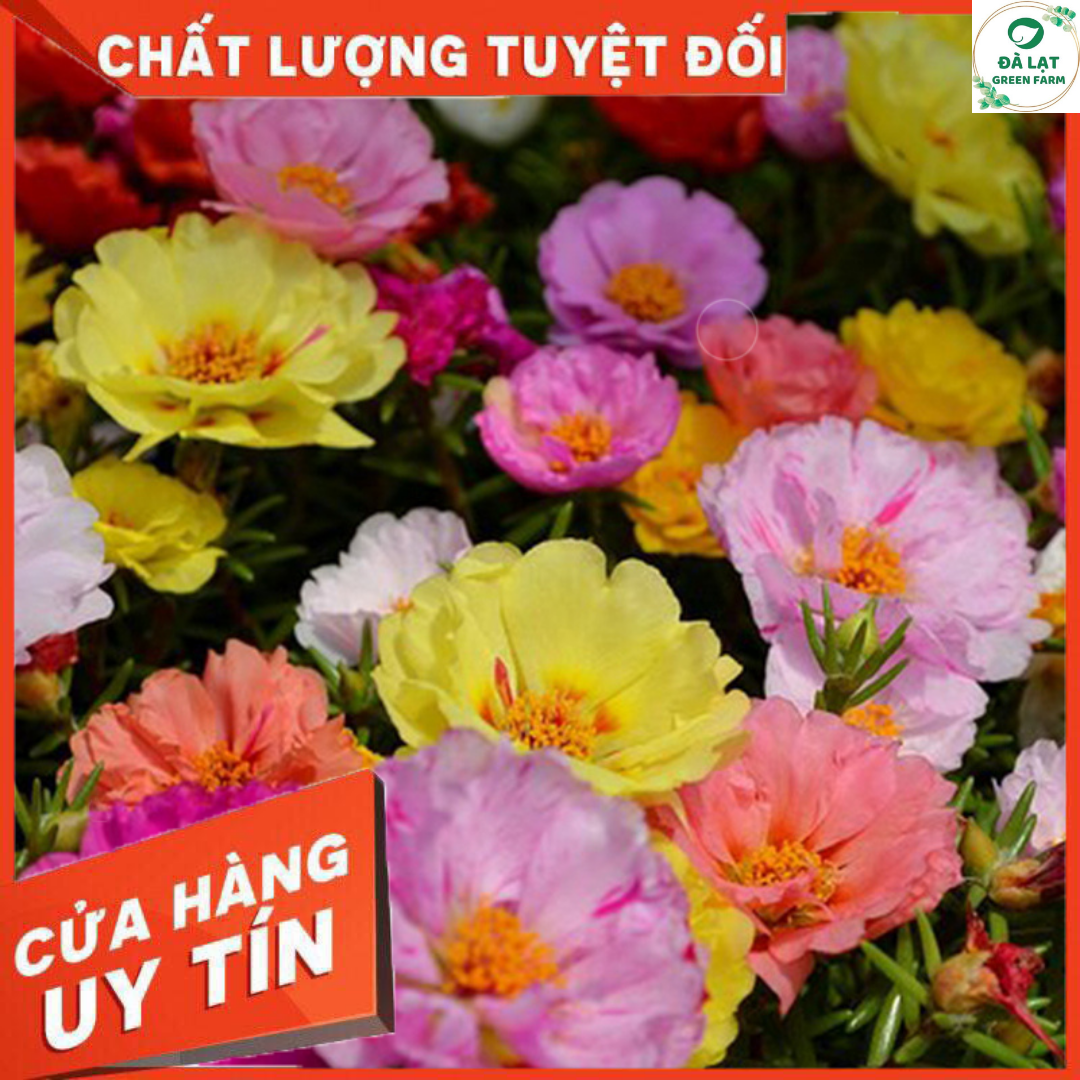 100H_HẠT GIỐNG HOA MƯỜI GIỜ MỸ KÉP (SIÊU NẢY MẦM)