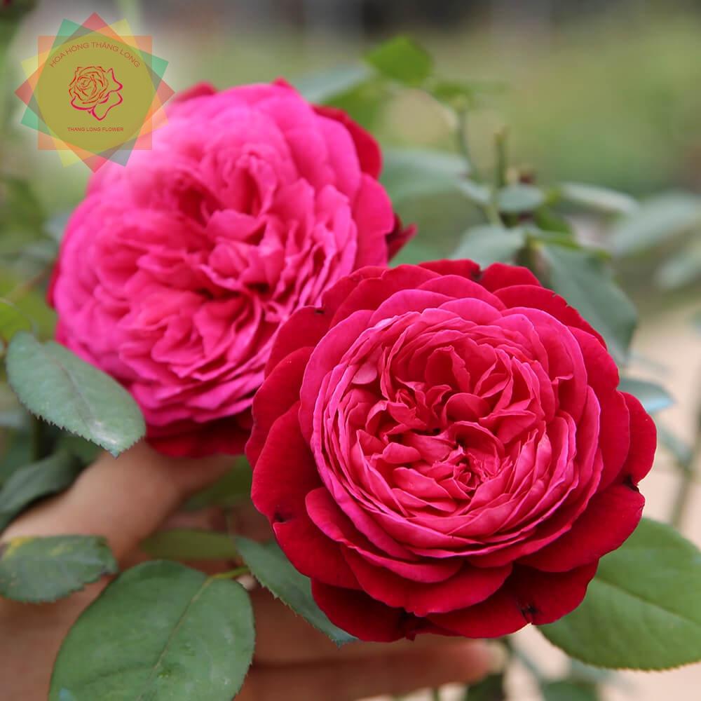 Cây hoa hồng ngoại Jardin parfume (bụi) bông to bền sai hoa - Hoa hồng Thăng Long Flower