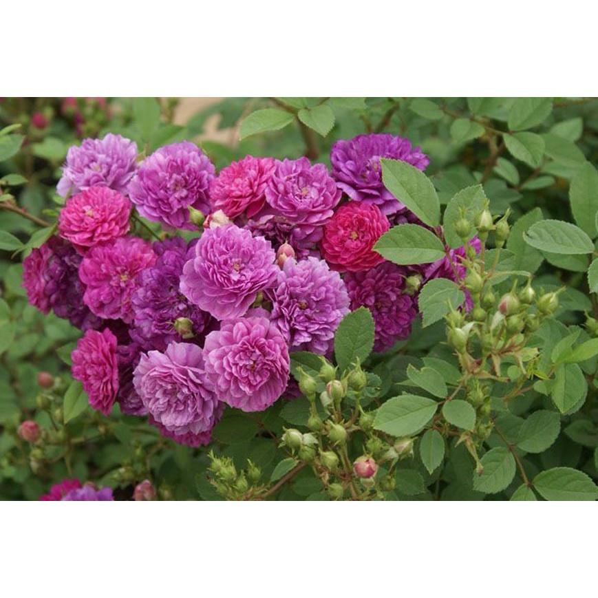 Hoa hồng ngoại bông chùm Purple Rain - hoa tím huyền bí, thơm nhẹ nhàng - cây giống rễ trần