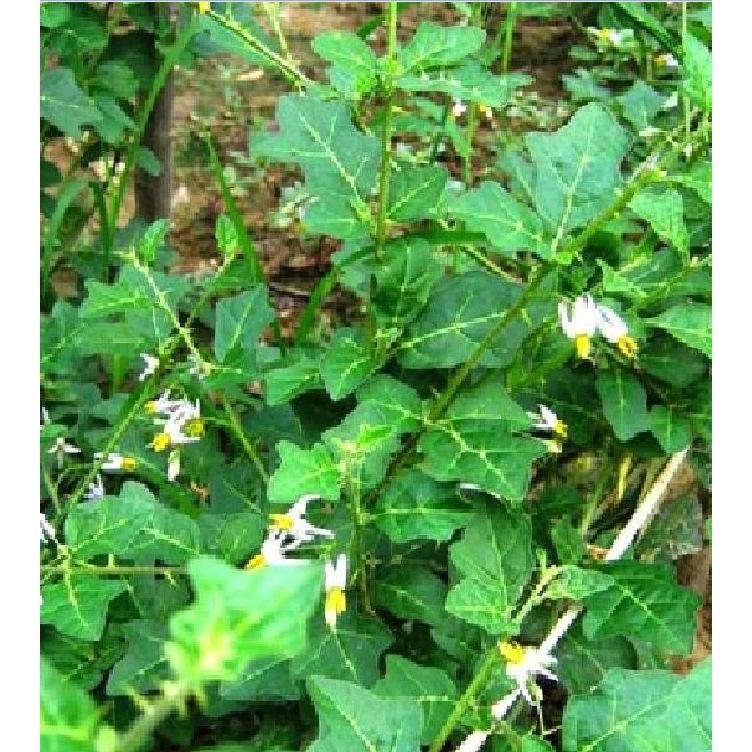 Bộ 5 gói hạt giống cây cà gai leo