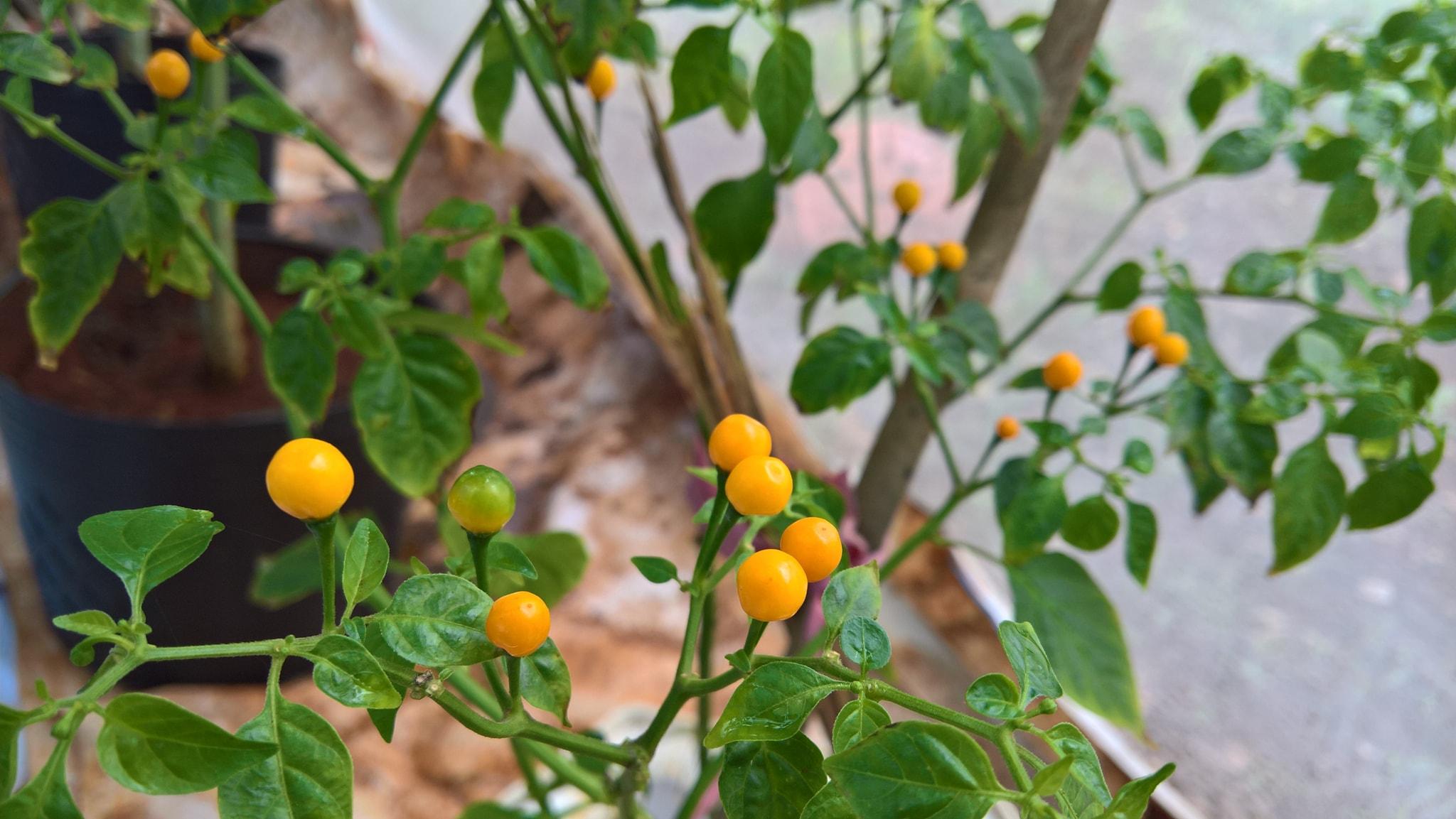 Cây giống ớt siêu cay Peru Aji Charapita