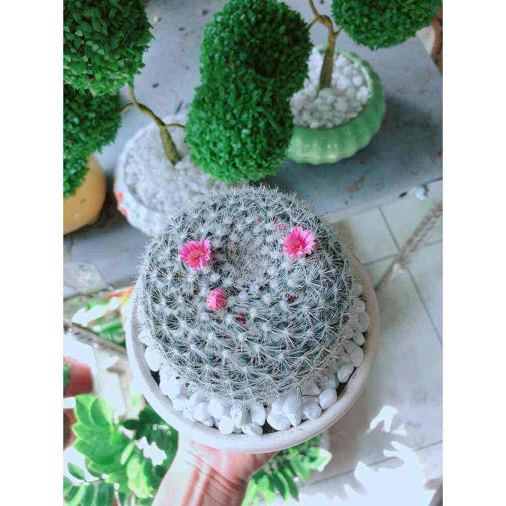 Chậu xương rồng nở hoa Bán Chạy