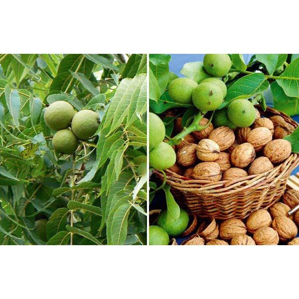Giống cây óc chó nếp - cây giống nhỏ