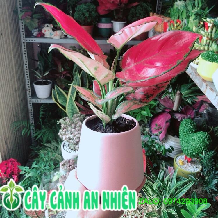 Chậu Cây Vạn Lộc Hồng