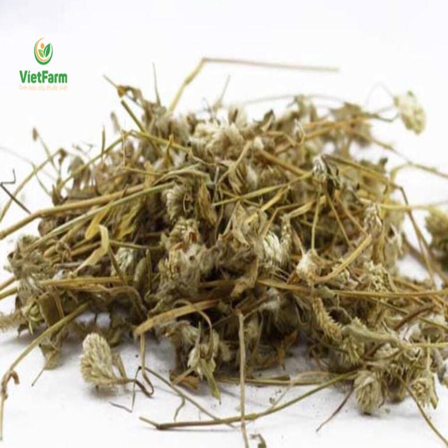 Cây Nở Ngày Đất Khô