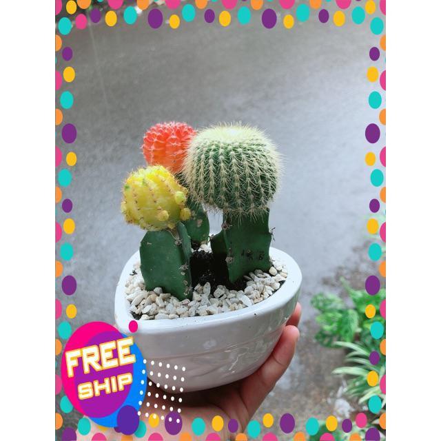 Chậu Xương Rồng Trái Tim