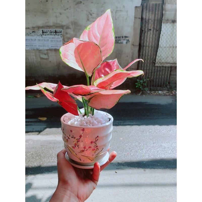 Chậu Vạn Lộc Hồng