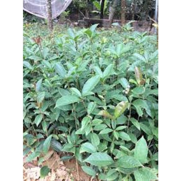 Combo 5 Cây Mộc Hương Ta Giống Siêu Thơm 981SP PV 15cm
