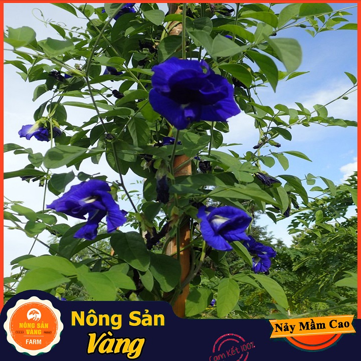 Hạt giống Hoa Đậu Biếc Đơn - Nông Sản Vàng