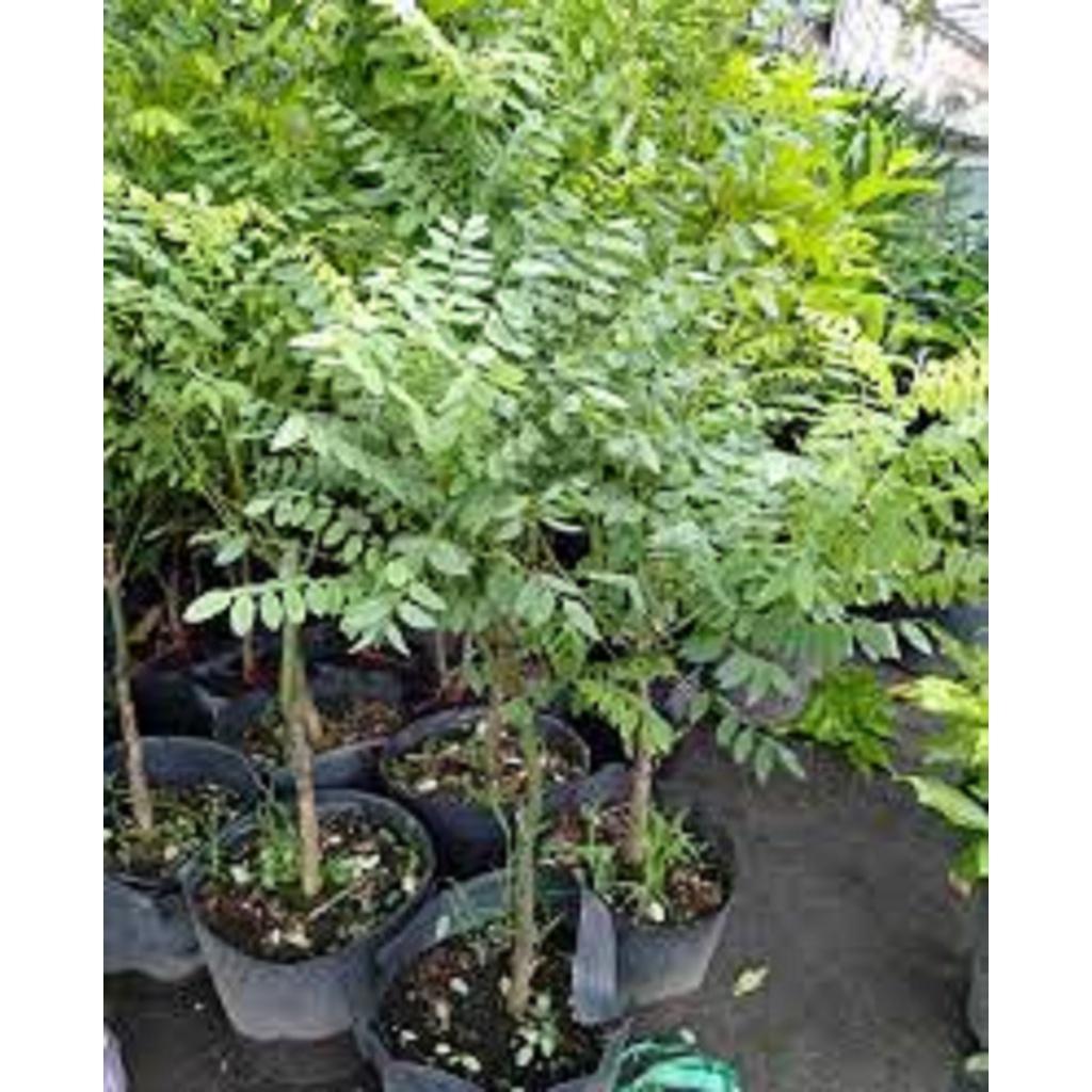 CÂY GIỐNG HOA HÒE