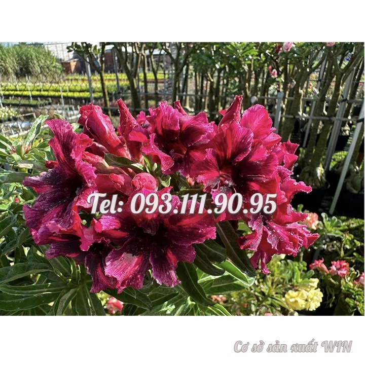 Bịch 10 hạt giống hoa sứ cẩm thạch màu đỏ sẫm nhiều tầng cánh tròn – Mã số 1411