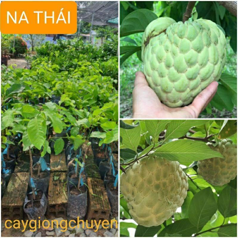 GIỐNG NA THÁI GHÉP QUẢ SIÊU TO