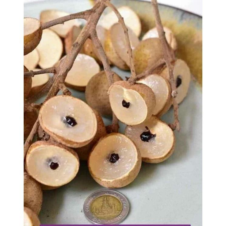 Giống nhãn indo