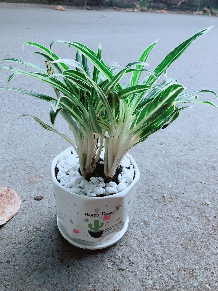 Chậu Cây Giữ Tiền