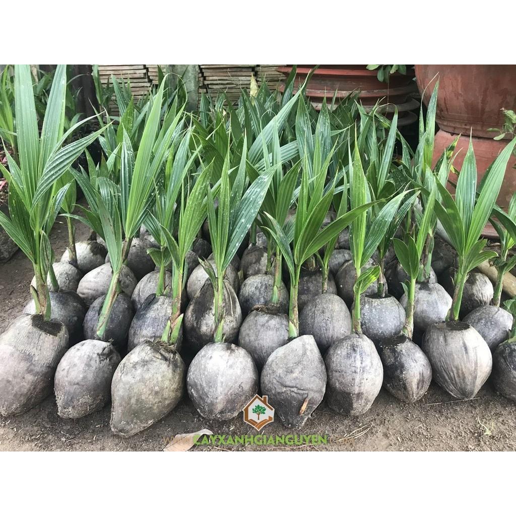 Cây giống DỪA XIÊN LÙN ĐỎ siêu quả - cây giống chuẩn F1