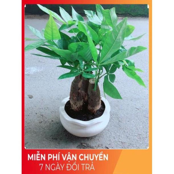 Kim Ngân 3 Thân Kèm Chậu Sứ Tròn