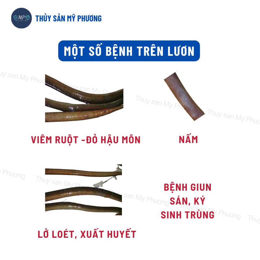Sát khuẩn diệt nấm ghẻ đốm trắng đỏ chân sạch đen mang đóng rong khói đèn Super Gold bkc tôm thẻ cá lươn ếch ốc ba ba