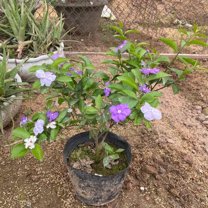 Cây hoa nhài nhật ra hoa quanh năm mùi hương nhẹ nhàng dễ chịu