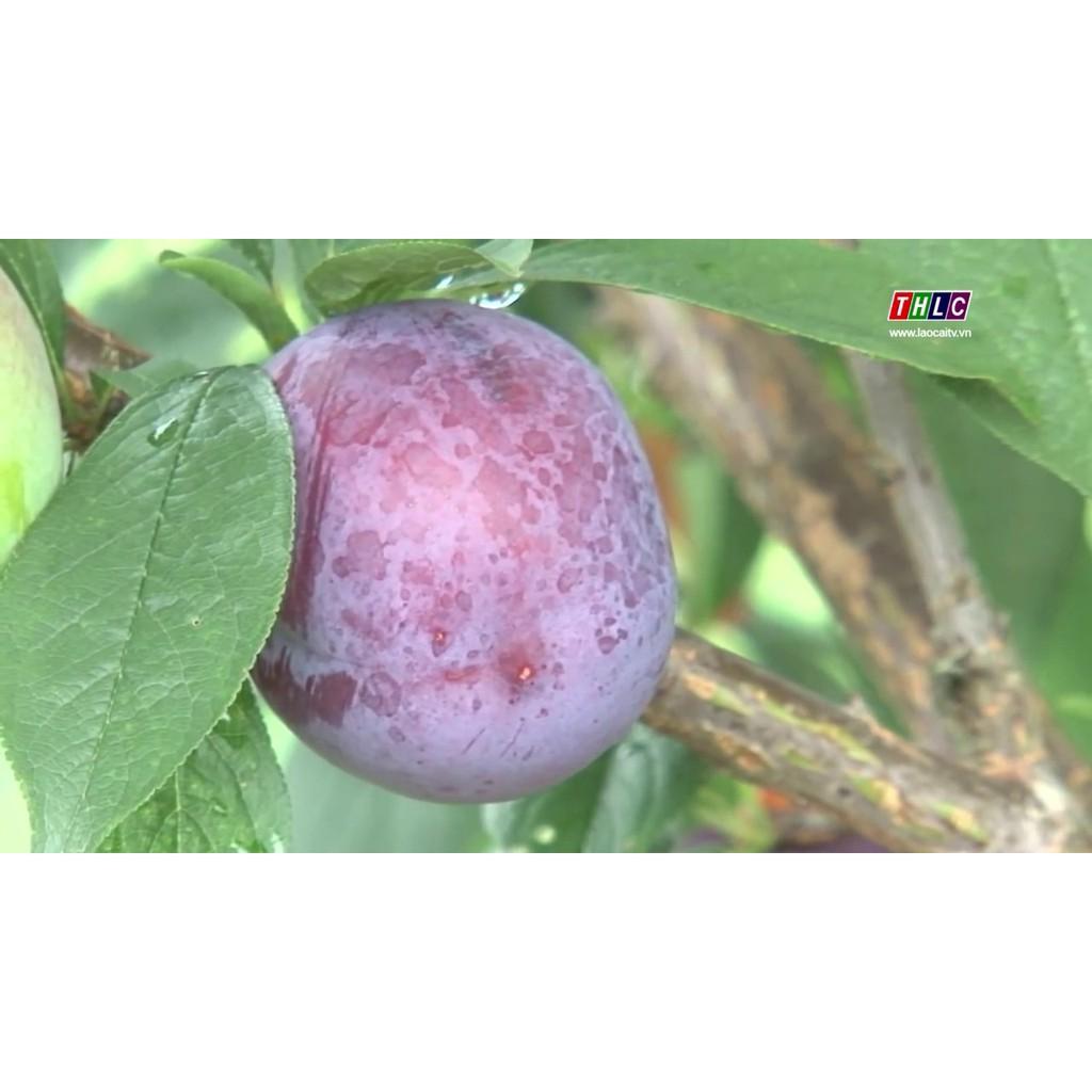 MẬN TÍM CHÍN SỚM BẮC HÀ