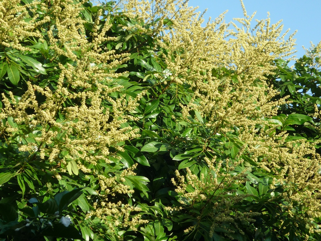 FLOWER THÚC RA HOA 1L- GIÚP CÂY RA HOA NHANH VÀ HẠN CHẾ RỤNG HOA