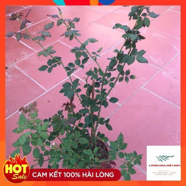 Hoa hồng bụi tím Blue Boy Rose cây rất thường xuyên cho hoa,mỗi đợt hoa tạo thành từng chùm.
