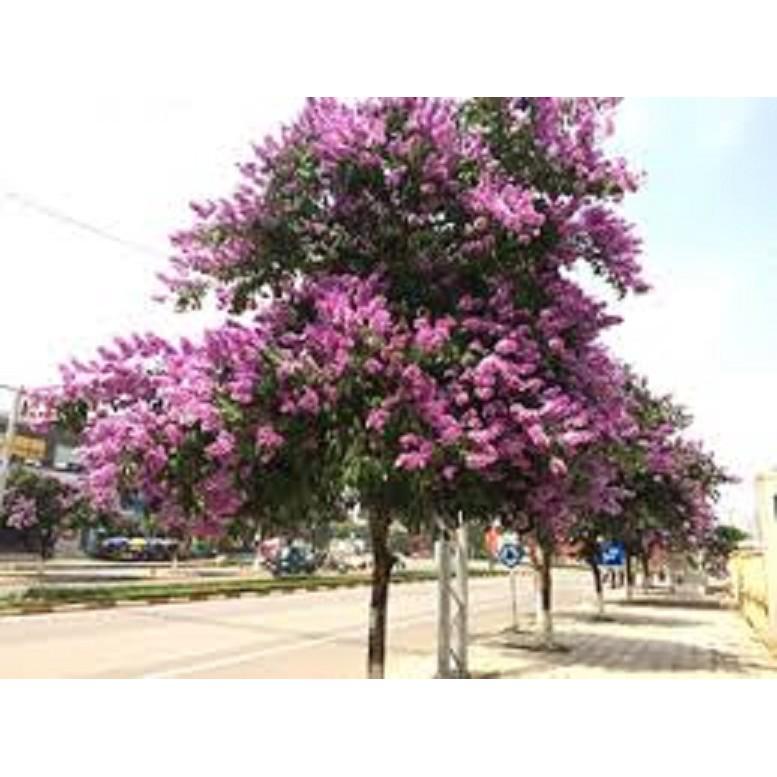 CÂY HOA BẰNG LĂNG TÍM - CÂY CAO 1,5M TRỞ LÊN,ĐÁNH ĐẤT