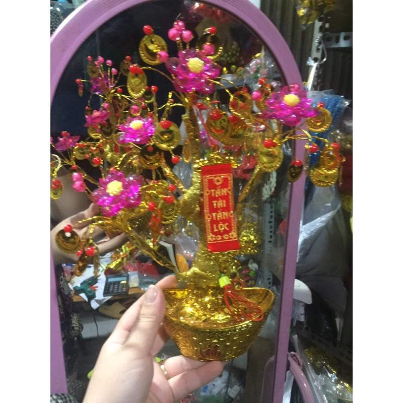 Sỉ 10 cây kim tiền tài lộc bonsai nhí kèm liễng đỏ